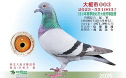 2025年中国肉鸽价格会涨还是跌？