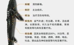 鲟鱼养殖技术QQ群能学到哪些实用技巧？