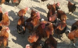 南阳柴鸡价格最新行情如何？