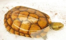 养殖乌龟哪个品种最赚钱？