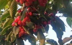 郴州美早樱桃苗品种如何？