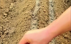 湖南白萝卜高产种植技术有哪些关键点？