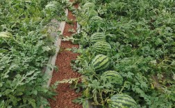 露地西瓜种植视频有哪些关键技术？