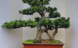 罗汉松什么品种好？