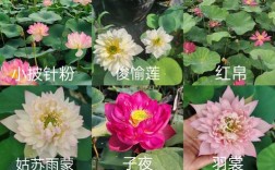 哪些品种的荷花花期超长？养护时需注意哪些细节才能延长赏花时间？