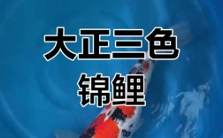 大正三色锦鲤养殖技术要点有哪些？