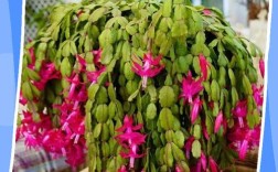 冬季蟹爪兰咋养护才能开花旺？