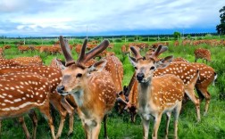 东北养的鹿都有哪些品种？