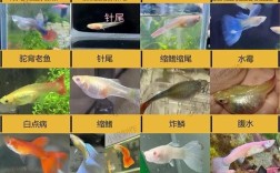 孔雀北方怎么养殖技术