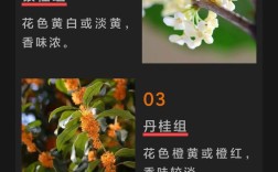 桂花究竟有多少品种？