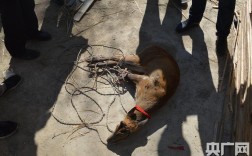 云南麂子种苗价格多少？