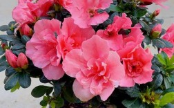 家庭养杜鹃哪个品种最好养？