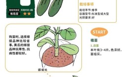 黄瓜侧蔓扦插育苗技术