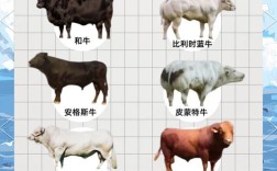 什么品种牛易生双胞胎？