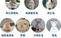 什么品种的兔子最适合新手饲养？
