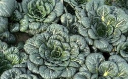 深色绿叶菜品种有哪些？