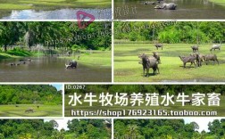 中国水牛养殖技术视频，新手能快速学会吗？