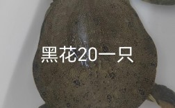 今日外塘日本甲鱼价格多少钱？