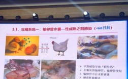 肉鸡鸡病防治视频，如何有效预防与治疗？