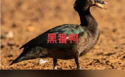 黑鸭子是什么品种？