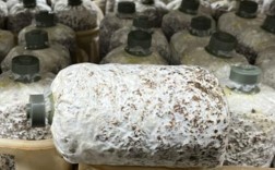 平菇室内袋装栽培技术要点有哪些？