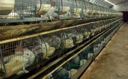 肉兔养殖选什么品种好？