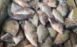 淡水罗非鱼养殖技术有哪些关键要点？