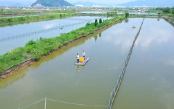 青蟹生态养殖技术视频有哪些要点？