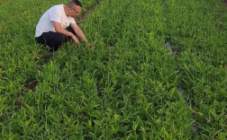 旱半夏的大棚种植技术