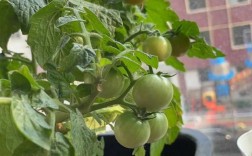 西红柿盆栽技术视频，新手跟种能活吗？