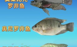 耐寒罗非鱼新品种有何突破？