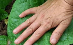 大木耳种植技术视频，关键步骤有哪些？