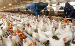 河南今天817肉鸡价格