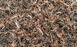 广西哪里能学到蝗虫养殖技术？