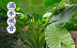 滴水观音有哪些品种？