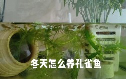 冬天鱼塘如何保温防冻？