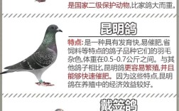 中国鸽子有哪些常见品种？