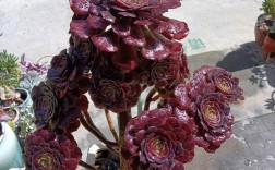 黑法师最贵品种是哪个？价值有多高？