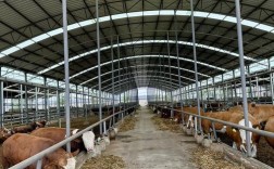 CCTv7黄牛养殖技术关键点是什么？