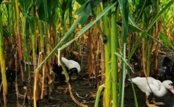 玉米秸秆养鹅技术视频，如何高效转化秸秆为鹅饲料？关键步骤与注意事项有哪些？