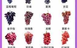 那种小葡萄是什么品种