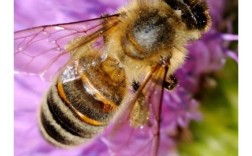 湖北养蜂，哪个品种最合适？