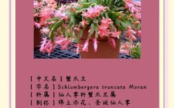 蟹爪兰如何培育出特定品种颜色？