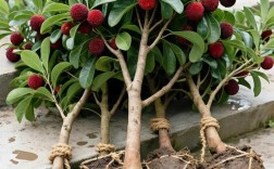 杨梅嫁接视频，新手如何快速掌握关键技术？