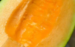 火州蜜瓜到底有多少品种？