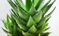芦荟到底有多少品种？