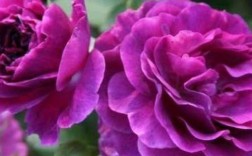 紫色浓香月季品种有哪些？