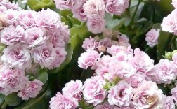 春节前后的开花品种