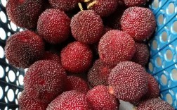 什么杨梅品种是四川的