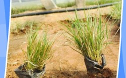 养牛饲料草选哪些品种高产又营养？